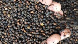 Holiday mood in northern markets keeps pepper prices steady