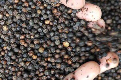 Holiday mood in northern markets keeps pepper prices steady