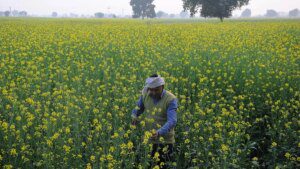 SEA asks Govt to defend MSP with effective policy measures 