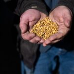 US soya bean farmers battered by trade dispute with China