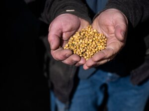 US soya bean farmers battered by trade dispute with China