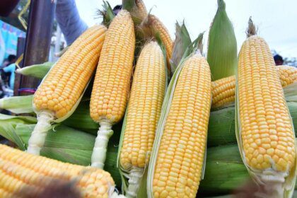Turf war within ICAR: Baby corn, sweet corn agriculture or horticulture crop?