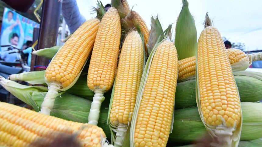 Turf war within ICAR: Baby corn, sweet corn agriculture or horticulture crop?