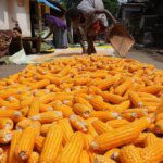 As maize price falls, Karnataka to hold talks with distilleries, poultry sector to procure it