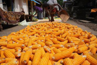As maize price falls, Karnataka to hold talks with distilleries, poultry sector to procure it