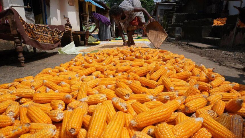 As maize price falls, Karnataka to hold talks with distilleries, poultry sector to procure it