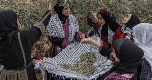 Palestine’s olives: A visual guide to the annual harvest and traditions