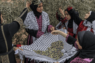 Palestine’s olives: A visual guide to the annual harvest and traditions
