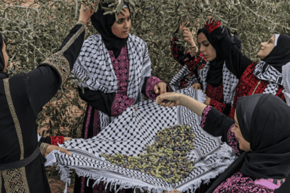 Palestine’s olives: A visual guide to the annual harvest and traditions