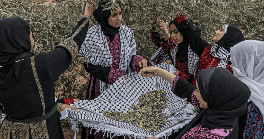 Palestine’s olives: A visual guide to the annual harvest and traditions