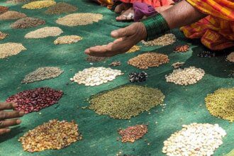 Govt proposes Seeds Bill to curb sale of spurious seeds, seeks comments on draft