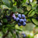 India shows encouraging signs in importing blueberries, says RaboResearch