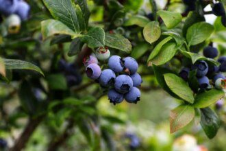 India shows encouraging signs in importing blueberries, says RaboResearch