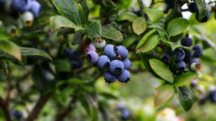 India shows encouraging signs in importing blueberries, says RaboResearch