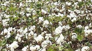 India’s Cotton Productivity Mission likely to get 10-year tenure