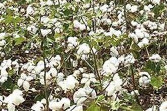 India’s Cotton Productivity Mission likely to get 10-year tenure