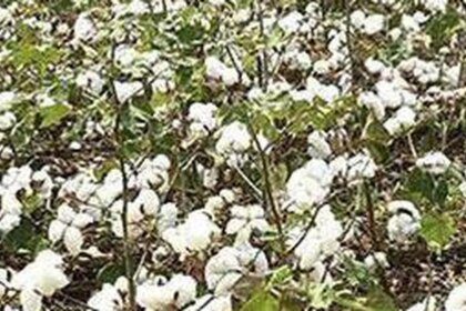 India’s Cotton Productivity Mission likely to get 10-year tenure