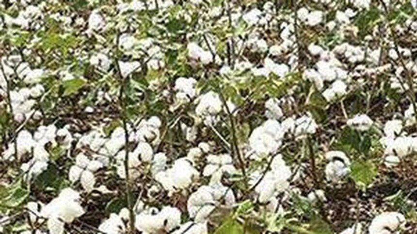 India’s Cotton Productivity Mission likely to get 10-year tenure