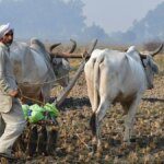 India’s rabi crops acreage up 10% with wheat area rising 17%