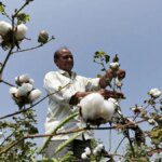 Cotton farming dips in Maharashtra amid high costs, limited mechanisation