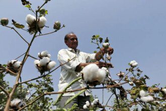 Cotton farming dips in Maharashtra amid high costs, limited mechanisation