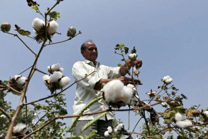 Cotton farming dips in Maharashtra amid high costs, limited mechanisation
