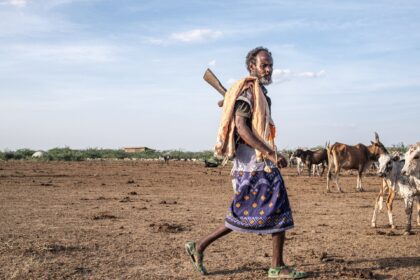 Non-native tree devastates Ethiopia’s ecosystems and threatens livelihoods