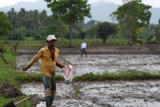 Not just gold, fertiliser a big culprit in pushing India’s trade deficit