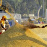 Punjab raises objection to wheat varieties that consume 50% more fertilizers