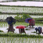 Surplus monsoon lifts India’s kharif foodgrain output to a record 173.33 million tonnes