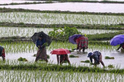 Surplus monsoon lifts India’s kharif foodgrain output to a record 173.33 million tonnes