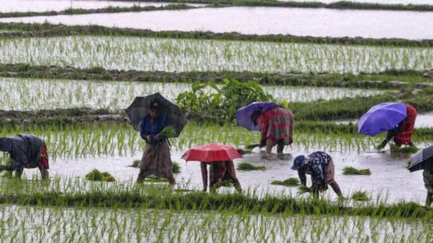 Surplus monsoon lifts India’s kharif foodgrain output to a record 173.33 million tonnes