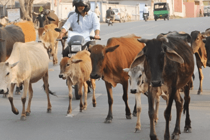 Three Muslims sentenced to life under Gujarat cow-protection law