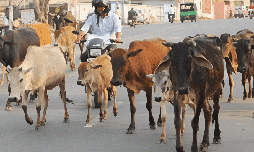 Three Muslims sentenced to life under Gujarat cow-protection law