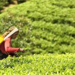 Upcountry buying lifts tea prices at Coonoor auctions