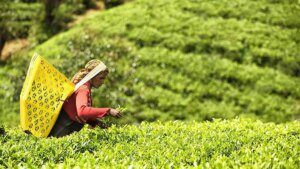 Upcountry buying lifts tea prices at Coonoor auctions