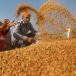 India’s wheat sowing up 19% as overall rabi crops acreage gains 12%