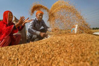 India’s wheat sowing up 19% as overall rabi crops acreage gains 12%
