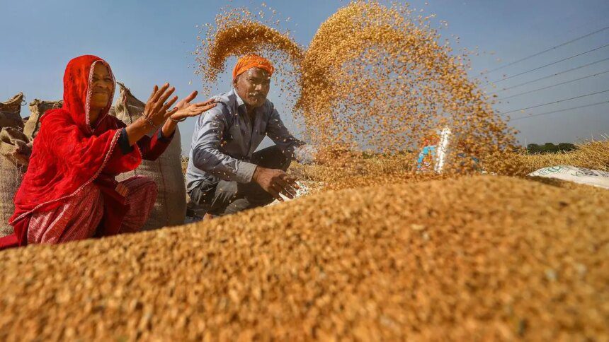 India’s wheat sowing up 19% as overall rabi crops acreage gains 12%