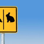 Better late than battling ‘first-mover disadvantage’