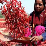 India’s red chilli output likely to shrink by 20% on dip in area