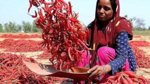 India’s red chilli output likely to shrink by 20% on dip in area