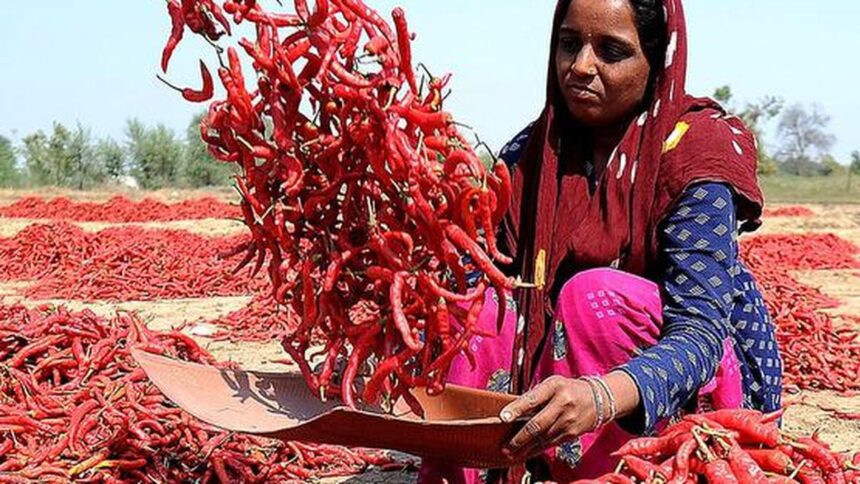 India’s red chilli output likely to shrink by 20% on dip in area
