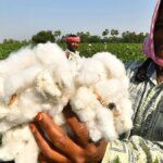 Cotton panel pegs production, imports and exports of the natural fibre lower this season