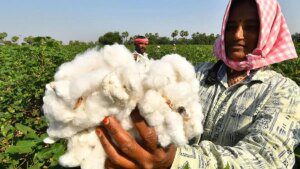 Cotton panel pegs production, imports and exports of the natural fibre lower this season