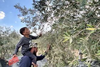 Oil presses stand silent as West Bank has its worst olive harvest in years