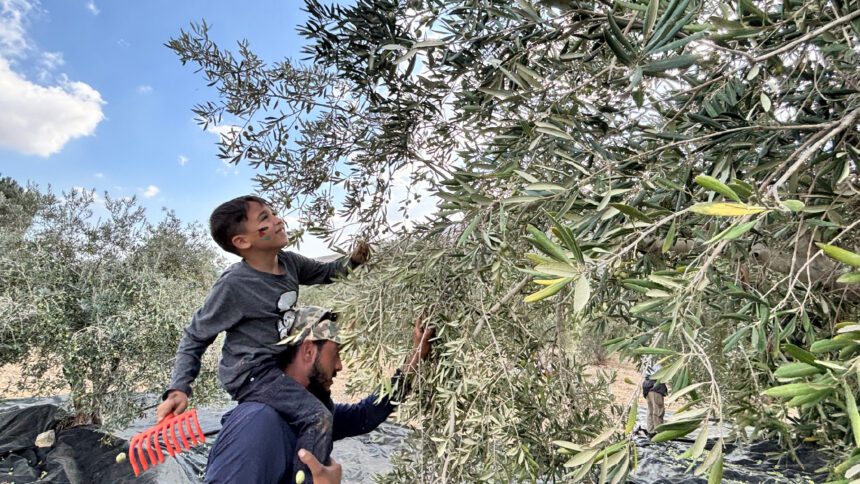 Oil presses stand silent as West Bank has its worst olive harvest in years