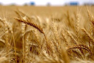 62% of area under Indian rabi crops covered so far as wheat coverage gains 17%