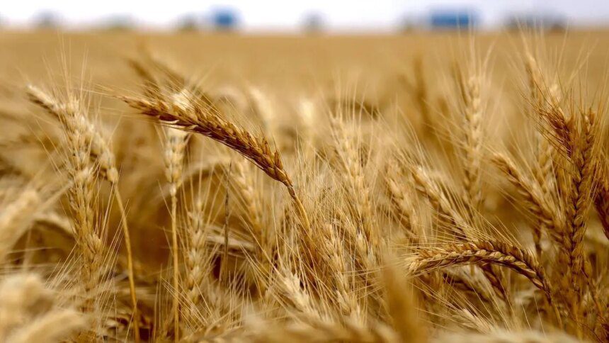62% of area under Indian rabi crops covered so far as wheat coverage gains 17%