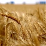 Wheat sowing up 11%, mustard 5% higher as farmers cover Rabi season’s 75% area